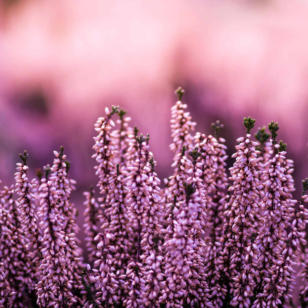 Erikablüten ganz Bio (500g)