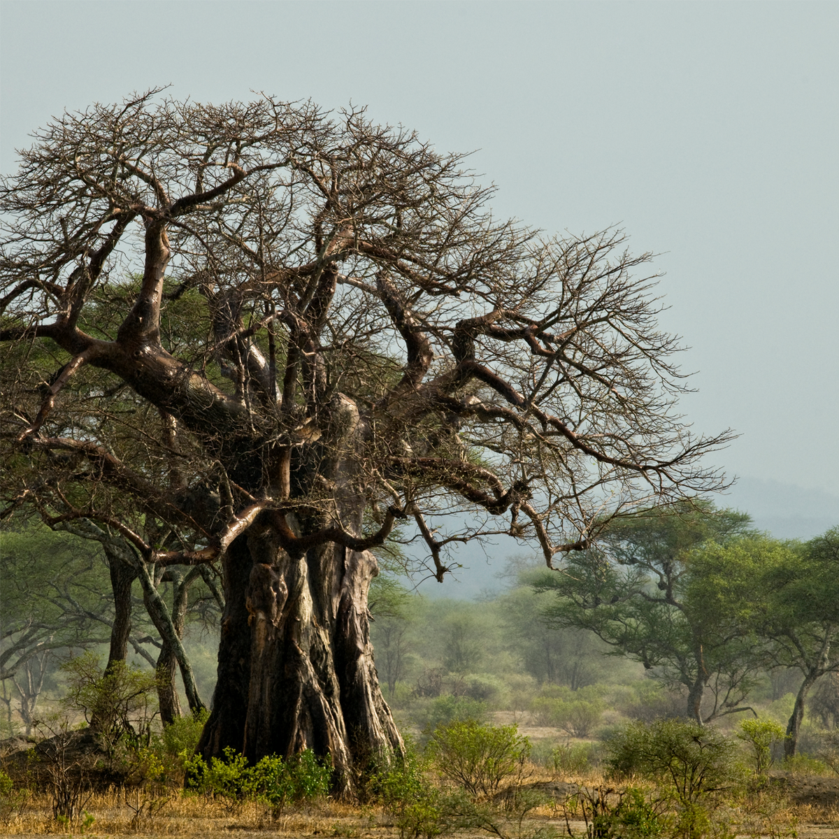 Baobab Pulver Bio (500g)