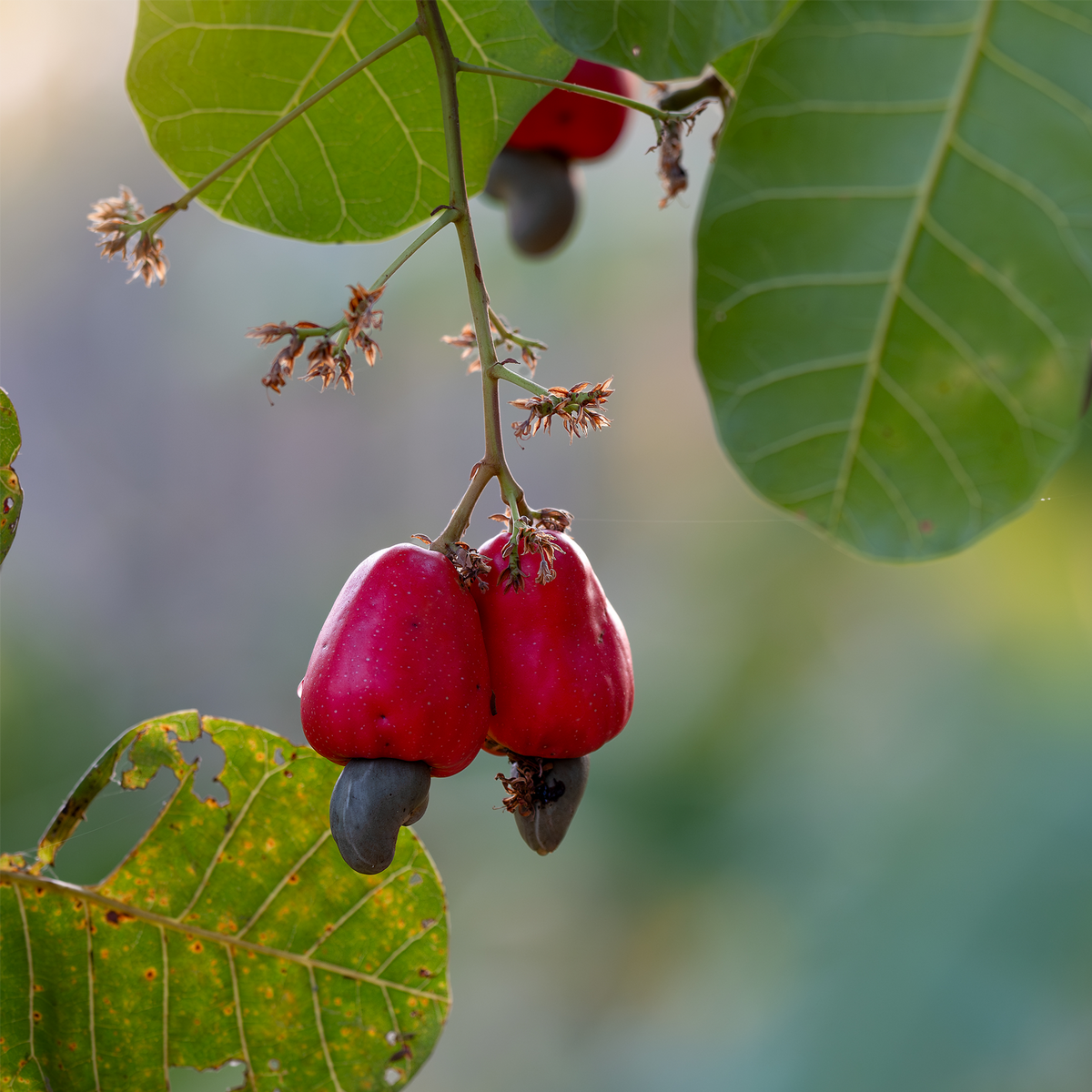 Cashewkerne ganz (1000g)