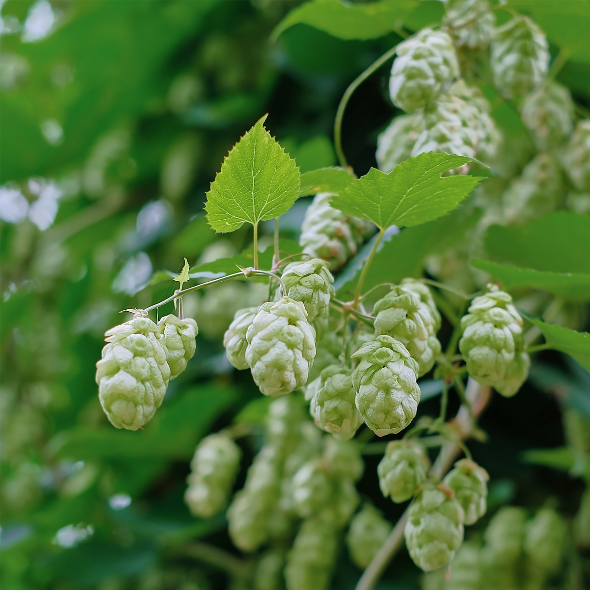 Hopfenzapfen ganz (250g)