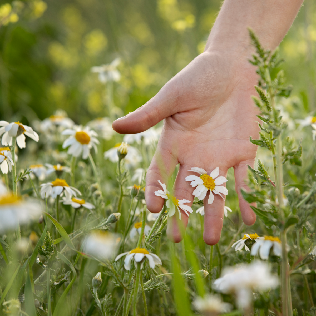 Kamillenblüten ganz (250g)