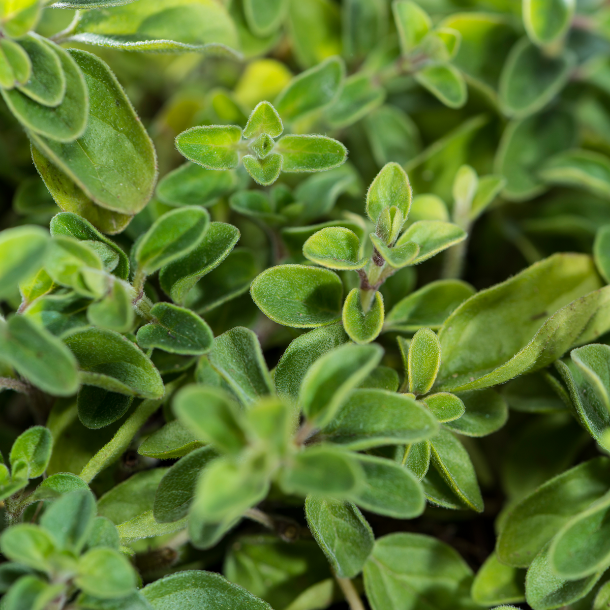Oregano geschnitten Bio (1000g)