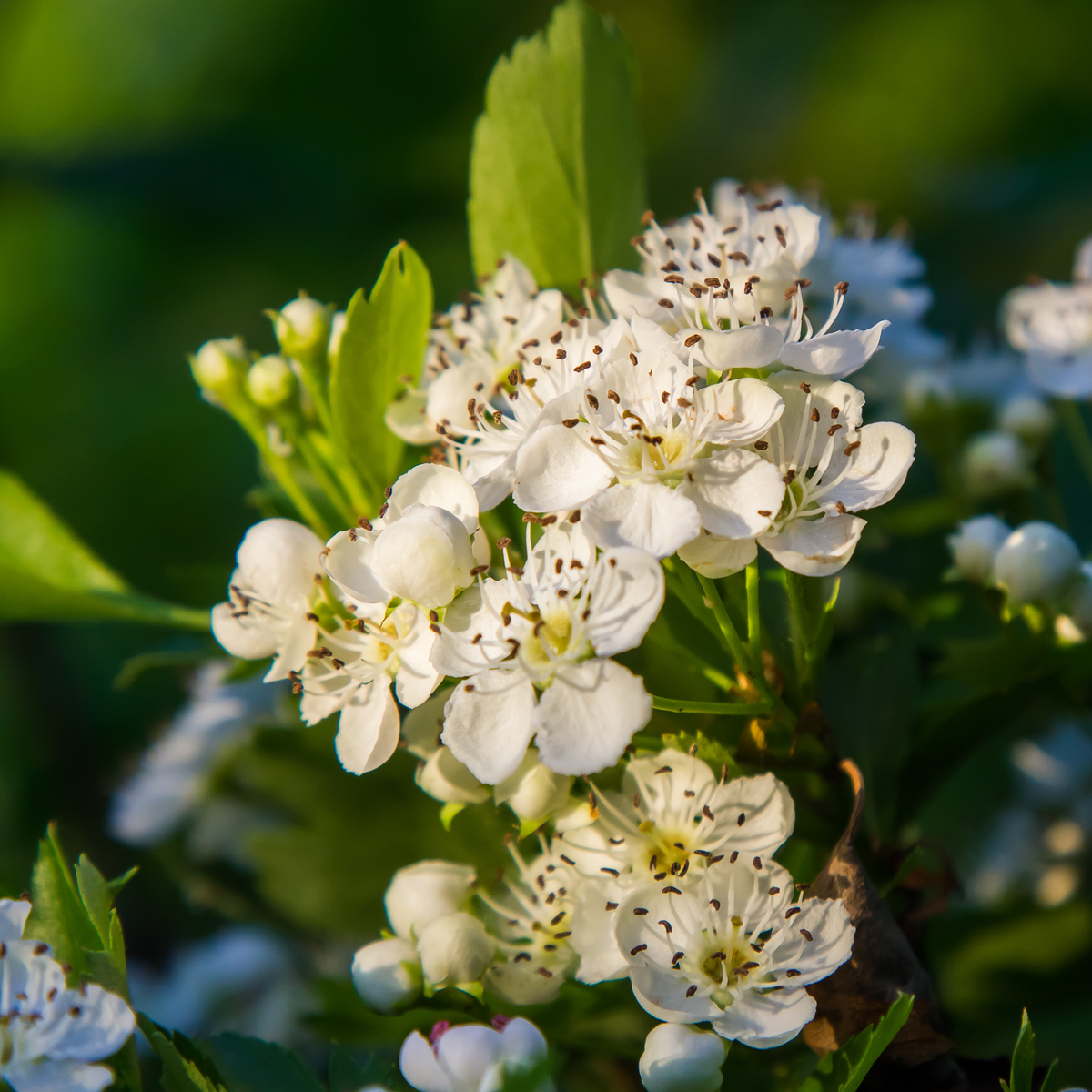 Weißdornblätter mit Blüten geschnitten (1000g)